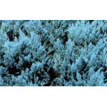 Juniperus Blue Chip