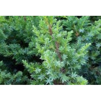 Juniperus Blue Swede