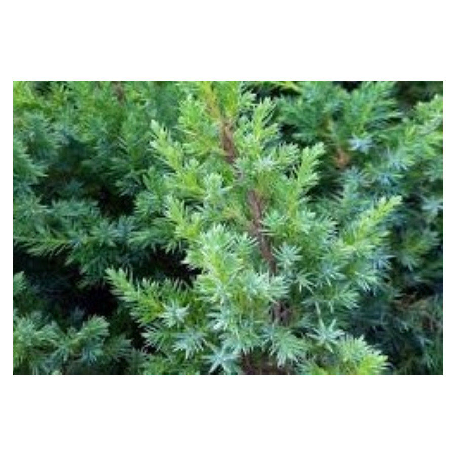 Juniperus Blue Swede