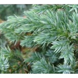 Juniperus Blue Swede