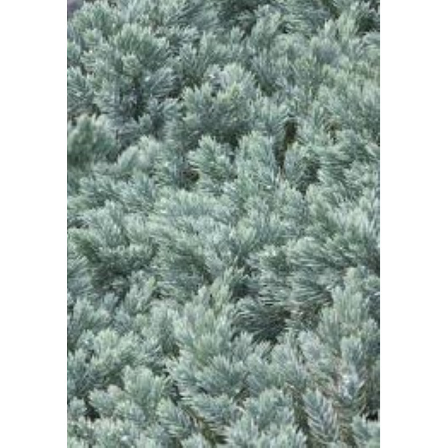 Juniperus Blue Star