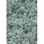 Juniperus Blue Star