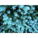 Juniperus Blue Star