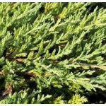 Juniperus Andora Compacta