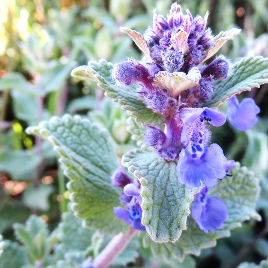 Nepeta racemosa Kocimiętka groniasta