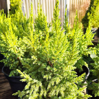 Juniperus pingi Loderi...