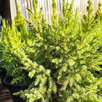 Juniperus pingi Loderi...