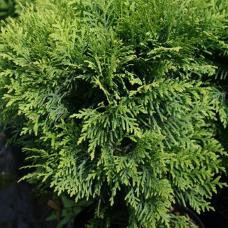 Thuja Danica Żywotnik zachodni