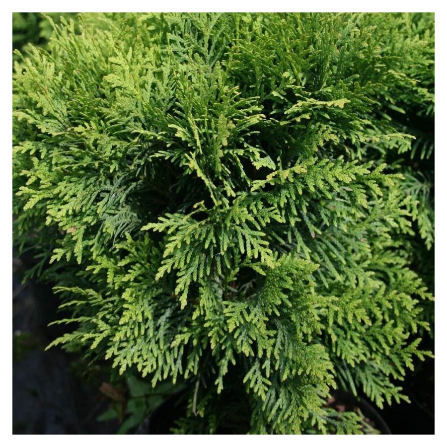 Thuja Danica Żywotnik zachodni