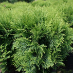 Thuja Danica Żywotnik zachodni