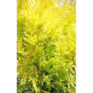 Thuja 4ever Gold