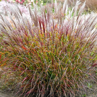 Miscanthus sinensis Purple...