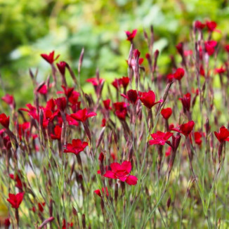 Dianthus deltoides Flashing...