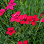 Dianthus deltoides Flashing Light Goździk kropkowany