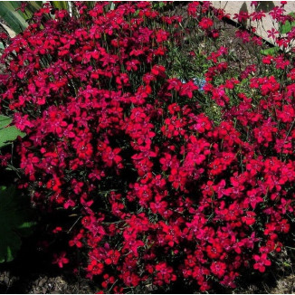 Dianthus deltoides Flashing...