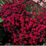 Dianthus deltoides Flashing Light Goździk kropkowany