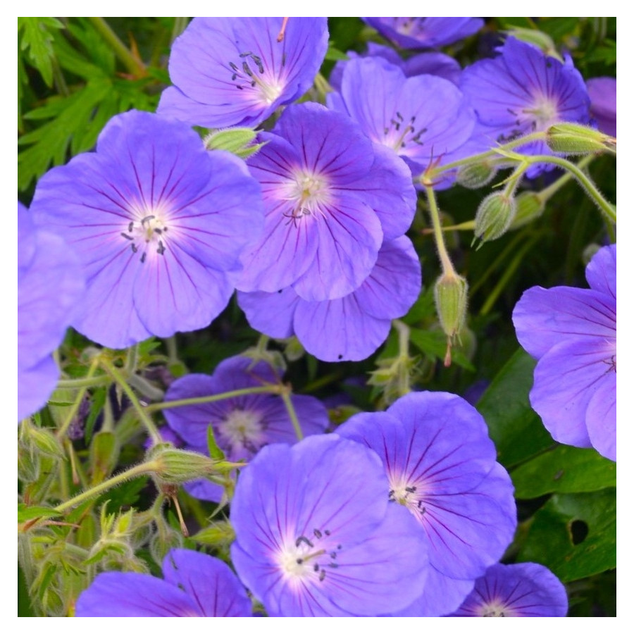 Geranium hybridum Orion Bodziszek