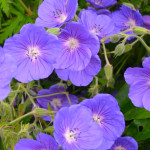 Geranium hybridum Orion Bodziszek