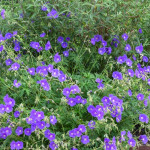 Geranium hybridum Orion Bodziszek