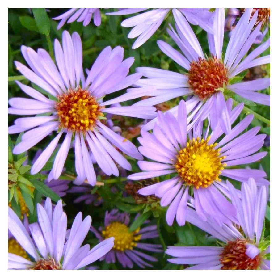 Aster oblongifolius October Skies Aster