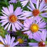 Aster oblongifolius October Skies Aster