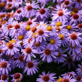 Aster oblongifolius October...