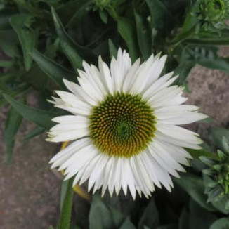 Echinacea Meditation White Jeżówka