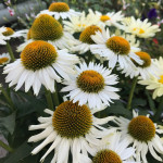 Echinacea Meditation White Jeżówka