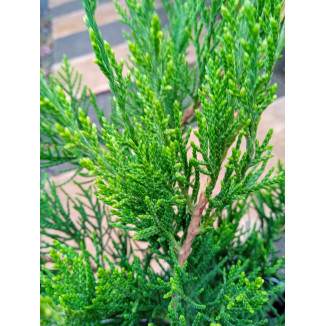 Juniperus Minth Julep