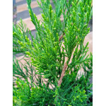 Juniperus Mint Julep