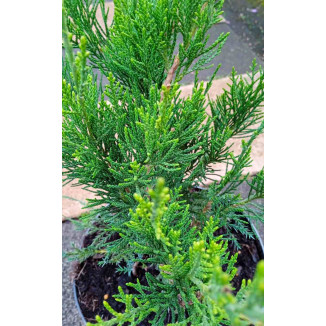 Juniperus Minth Julep