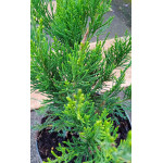 Juniperus Mint Julep