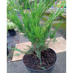 Juniperus Mint Julep