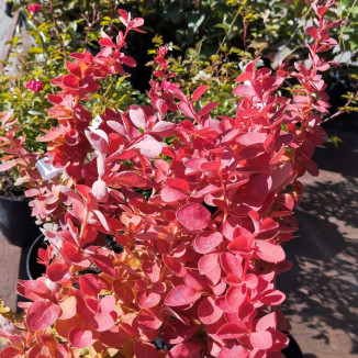 Berberis Thunbergii Orange Rocket Berberys