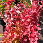 Berberis Thunbergii Orange Ice Berberys