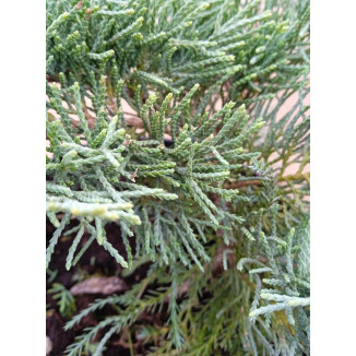 Juniperus Pfitzeriana Glauca