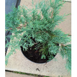 Juniperus Pfitzeriana Glauca