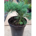 Juniperus