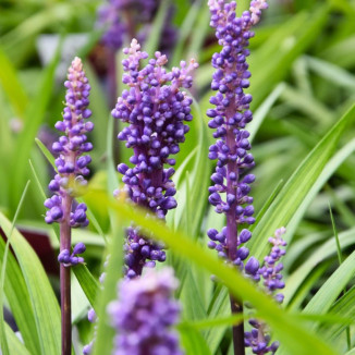 Liriope muscari Lilac...