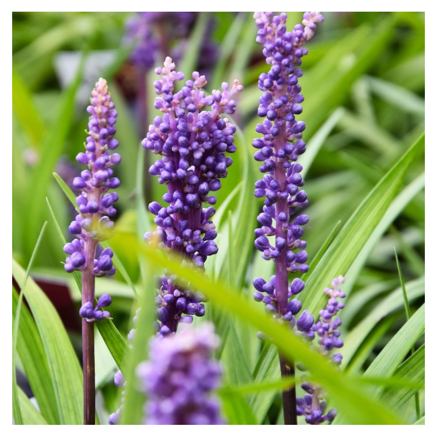 Liriope muscari Lilac Wonder Liriope szafirkowata