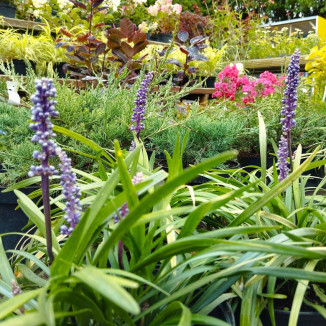 Liriope muscari Lilac...