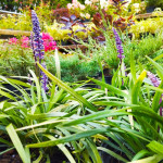 Liriope muscari Lilac Wonder Liriope szafirkowata