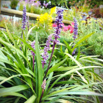 Liriope muscari Lilac Wonder Liriope szafirkowata