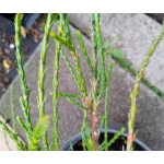 Thuja  Plicata Whipcord