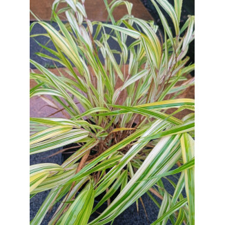 Hakonechloa macra Aureola Hakonechloa