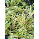 Hakonechloa macra Aureola Hakonechloa smukła