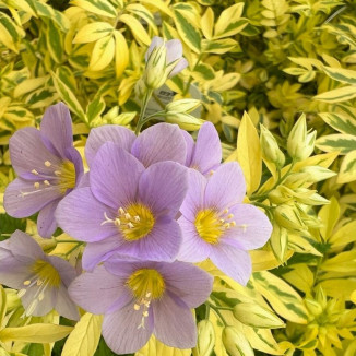 Polemonium Gold Feathers...