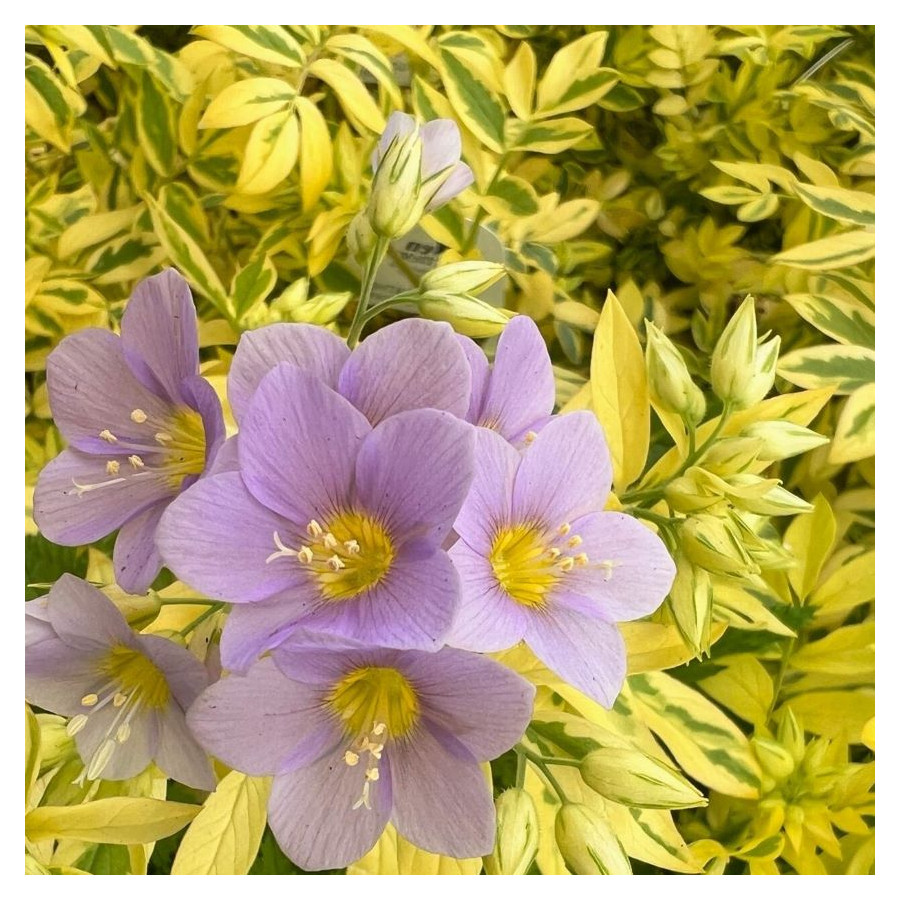 Polemonium Gold Feathers Wielosił