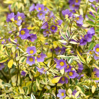 Polemonium Gold Feathers...