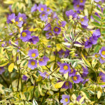 Polemonium Gold Feathers Wielosił